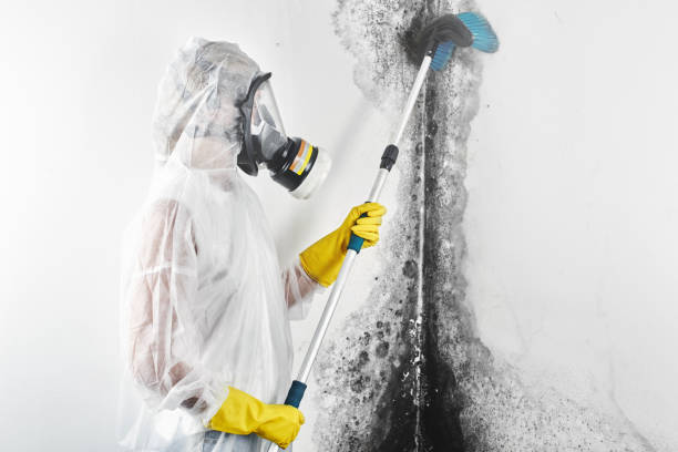 Mold Odor Removal Services in Richmond Heights, FL