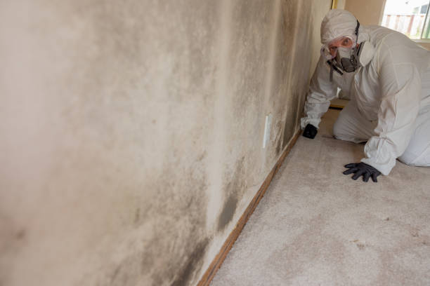 Best Industrial Mold Remediation  in Richmond Heights, FL